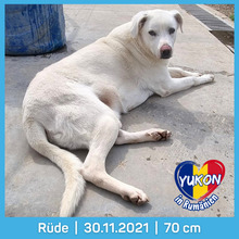 YUKON, Hund, Mischlingshund in Rumänien