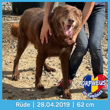 ORPHEUS, Hund, Mischlingshund in Rumänien