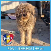 BORIS, Hund, Mioritic-Mix in Rumänien