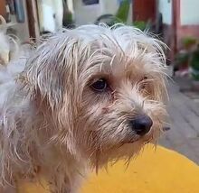 MIRA, Hund, Malteser-Mischling in Rumänien