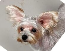 MIRA, Hund, Malteser-Mix in Rumänien