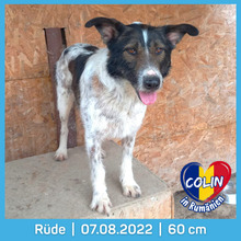 COLIN, Hund, Mischlingshund in Rumänien