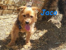 JACO, Hund, Yorkshire Terrier in Spanien