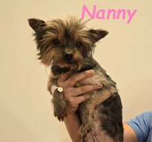 NANNY, Hund, Yorkshire Terrier in Spanien
