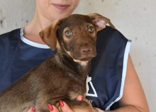 TORALD, Hund, Mischling in Italien