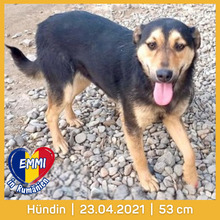 EMMI, Hund, Mischlingshund in Rumänien