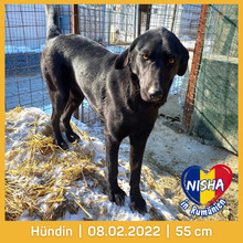 NISHA, Hund, Mischlingshund in Rumänien