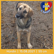 SVEA, Hund, Mischlingshund in Rumänien