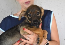 TRYM, Hund, Mischlingshund in Italien