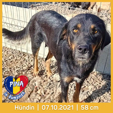 PINA, Hund, Mischlingshund in Rumänien