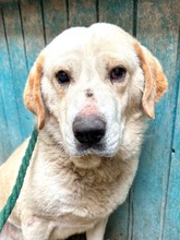 PERO, Hund, Mischlingshund in Kroatien