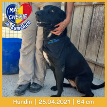 MACHERIE, Hund, Mischlingshund in Rumänien
