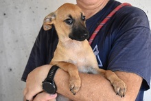 TUREA, Hund, Mischlingshund in Italien