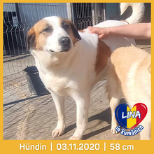 LINA, Hund, Mischlingshund in Rumänien