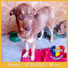 TRUDI, Hund, Mischlingshund in Rumänien