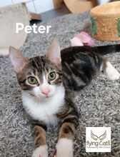 PETER, Katze, Europäisch Kurzhaar in Wedemark