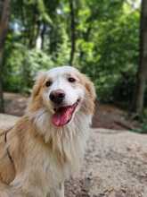 MARLEY, Hund, Mischlingshund in Willich