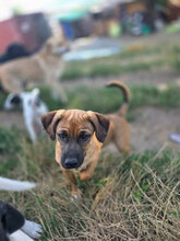 IDA, Hund, Mischlingshund in Rumänien