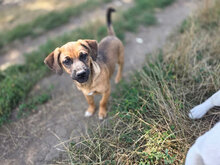 IDA, Hund, Mischlingshund in Kerpen