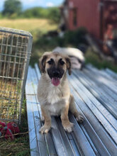 LELI, Hund, Mischlingshund in Rumänien