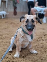 OLIVIA, Hund, Mischlingshund in Kerpen