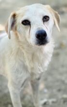 LUNA, Hund, Mischlingshund in Griechenland