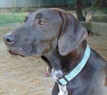 ROY, Hund, Mischlingshund in Griechenland