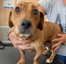 MONA, Hund, Mischlingshund in Ungarn