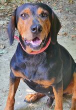 HARVEY, Hund, Mischlingshund in Griechenland