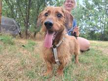 TAPPI, Hund, Rauhhaardackel(-Mix?) in Ungarn
