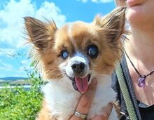 LOUIE, Hund, Chihuahua in Slowakische Republik