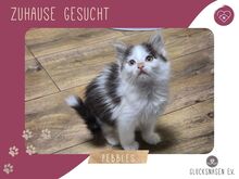 PEBBLES, Katze, Halblanghaar-Mix in Bulgarien