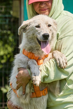 DARYA, Hund, Mischlingshund in Russische Föderation