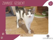 MIKESCH, Katze, Europäisch Kurzhaar in Bulgarien
