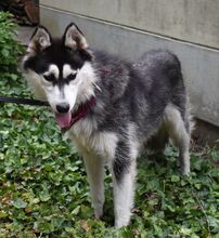 ELZI, Hund, Siberian Husky Mischling in Ungarn