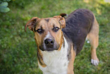 TOBI2, Hund, Mischlingshund in Kroatien