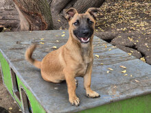 KARLSSON, Hund, Mischlingshund in Bulgarien