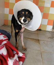 HAGGIS, Hund, Mischlingshund in Portugal