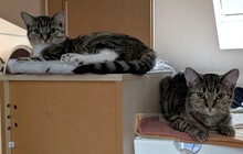 MINNIEMAUS, Katze, Europäisch Kurzhaar in Bergisch Gladbach