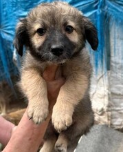GINI, Hund, Mischlingshund in Rumänien