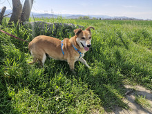 FOXY, Hund, Mischlingshund in Bulgarien