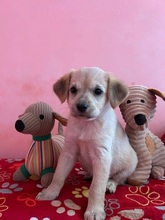 GINGER, Hund, Mischling in Rumänien