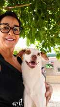 ARLO, Hund, Mischlingshund in Spanien