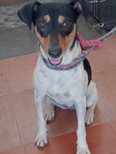 LENA, Hund, Bodeguero Andaluz in Spanien
