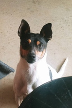 ALVIN, Hund, Bodeguero Andaluz in Spanien