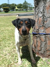 JAGGER, Hund, Bodeguero Andaluz in Spanien