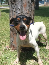 SEAGRAM, Hund, Bodeguero Andaluz in Spanien