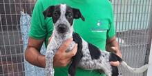 GIORDANO, Hund, Mischlingshund in Italien