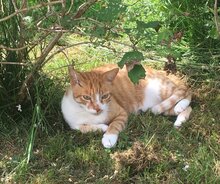AMY, Katze, Europäisch Kurzhaar in Haar