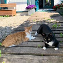 MICKY, Katze, Europäisch Kurzhaar in Haar